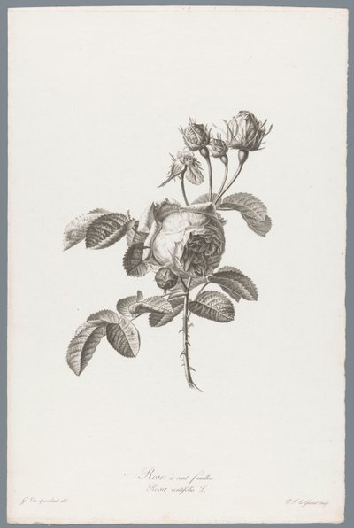 Honderdbladige roos
Rose à cent feuilles / Rosa centifolia L. (título en el objeto)
Flores extraídas de la naturaleza (...) (título de la serie) de Pierre François Legrand