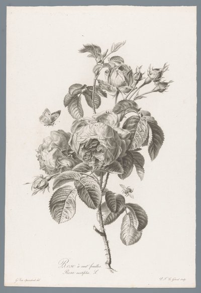 Honderdbladige roos
Rose à cent feuilles / Rosa centifolia L. (título en el objeto)
Flores extraídas de la naturaleza (...) (título de la serie) de Pierre François Legrand
