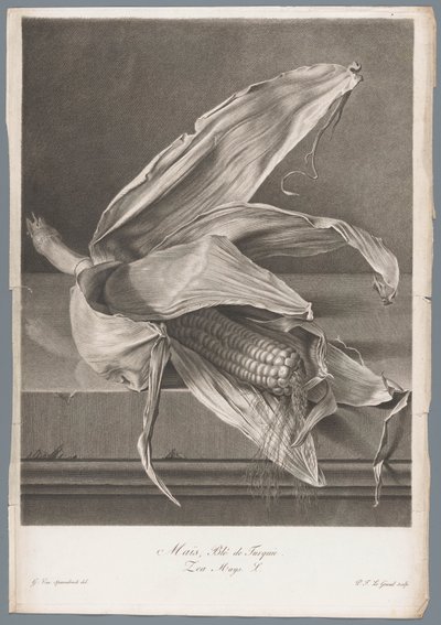 Maíz
Maíz, Blé de Turqui / Zea Mays L. (título en el objeto)
Flores dibujadas del natural (...) (título de la serie) de Pierre François Legrand