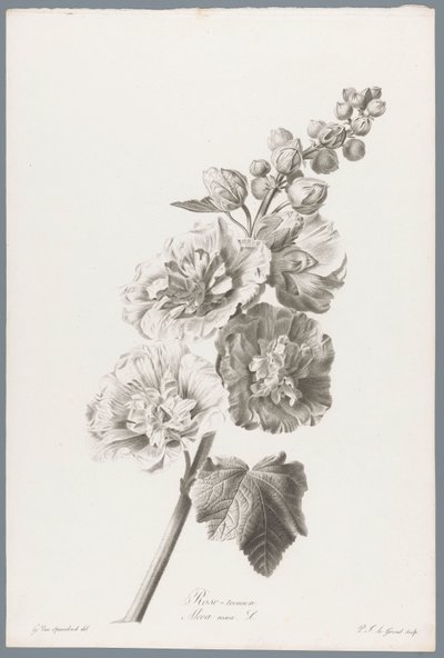 Stokroos
Rose-tremiere / Alcea rosea L. (título en el objeto)
Flores extraídas de la naturaleza (...) (título de la serie) de Pierre François Legrand