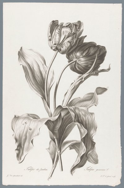 Tulp
Tulipán de jardín / Tulipa gesneriana L. (título en el objeto)
Flores dibujadas del natural (...) (título de la serie) de Pierre François Legrand