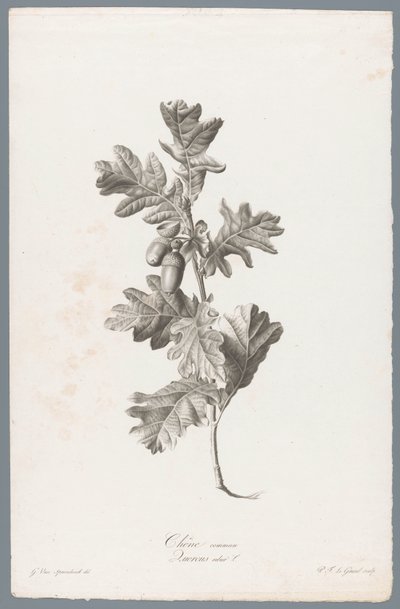 Zomereik
Roble común / Quercus robur L. (título en el objeto)
Flores extraídas de la naturaleza (...) (título de la serie) de Pierre François Legrand