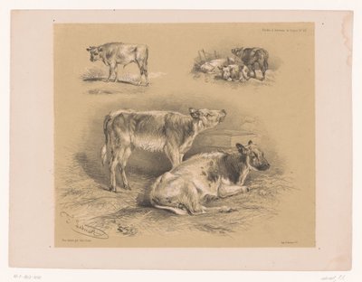 Drie studies van runderen
Dierstudies van Cooper (título de la serie)
Études d