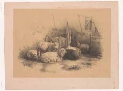 Estudio de un rebaño de ovejas en una valla
Estudios sobre animales de Cooper (título de la serie)
Études d