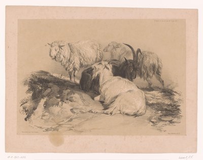Estudio de ovejas y cabras
Estudios sobre animales de Cooper (título de la serie)
Études d