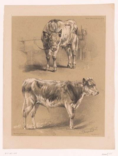 Twee studies van een rund
Dierstudies van Cooper (título de la serie)
Études d