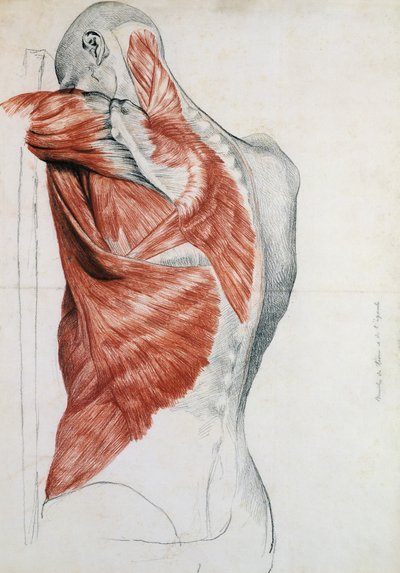 Anatomía humana; músculos del torso y hombro de Pierre Jean David d