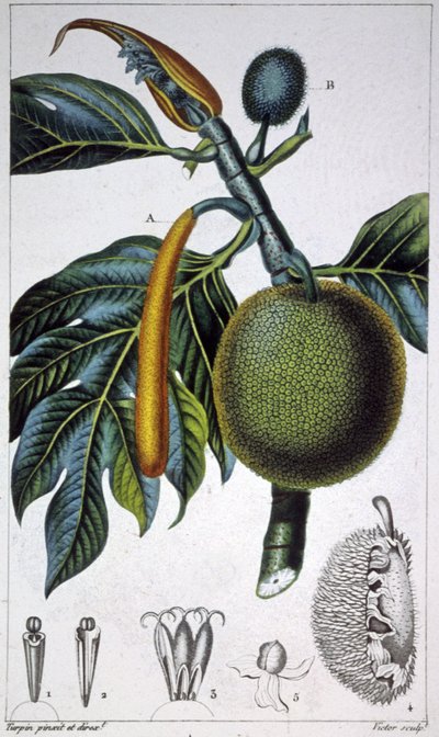 Pan Fruta de Pierre Jean Francois (after) Turpin