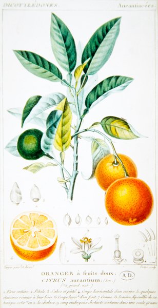 Citrus Aurantium o Naranja de Sevilla, c.1820 de Pierre Jean Francois (after) Turpin