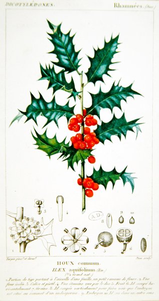 Acebo (Ilex aquifolium) placa botánica, c.1820 de Pierre Jean Francois (after) Turpin