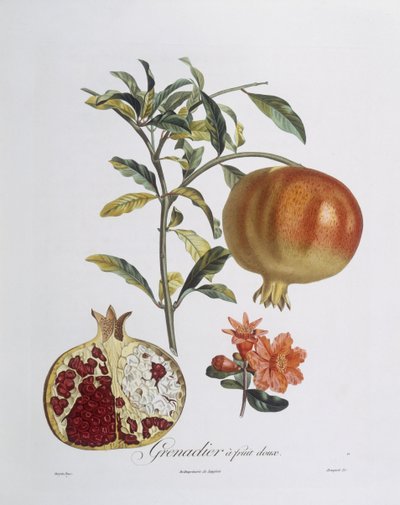 Granada (Punica granatum) grabada por Henry Louis Duhamel du Monceau (grabado coloreado) de Pierre Jean Francois (after) Turpin