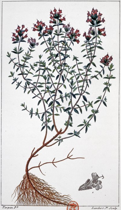Tomillo, c.1850 (grabado) de Pierre Jean Francois (after) Turpin
