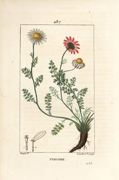Piretro africano - Pellitory de España, Anthemis pyrethrum (Anacyclus pyrethrum) con flores, hoja, tallo y raíces. Grabado en cobre a mano coloreado por Lambert Junior de un dibujo de Pierre Jean-Francois Turpin de 