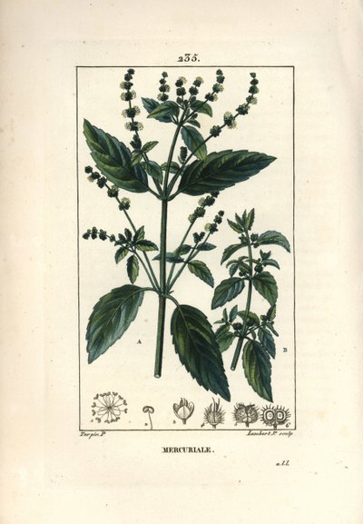 Mercurial anual - Mercurial, Mercurialis annua. Grabado en cobre a mano coloreado por Lambert Junior de un dibujo de Pierre Jean-Francois Turpin de 