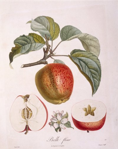 Manzana "Belle fleur" Henry Louis Duhamel du Monceau, placa botánica por Pierre Jean Francois Turpin de Pierre Jean Francois Turpin