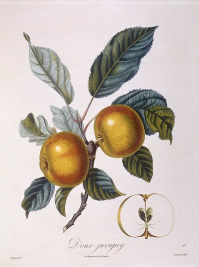 Manzana "Doux-Juvigny", placa botánica por Pierre Jean Francois Turpin de Pierre Jean Francois Turpin