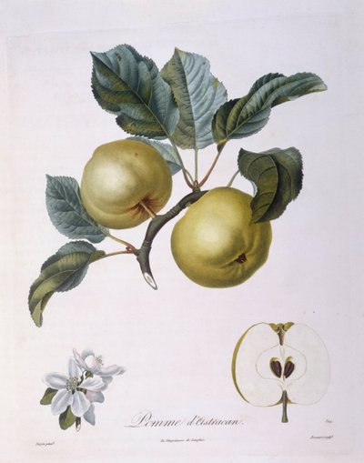 Manzana "Pomme d