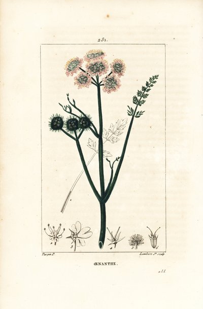 Oenanthe acuática o hinojo de agua - Oenanthe aquatica. Grabado en cobre a puntos coloreado a mano por Lambert Junior de un dibujo de Pierre Jean-Francois Turpin de Chaumeton, Poiret y Chamberet