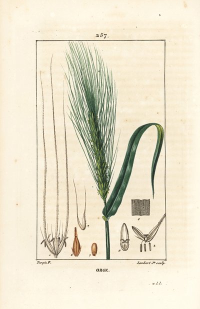 Cebada - Cebada, Hordeum vulgare, mostrando tallo, hoja y espiga de semilla. Grabado en cobre a puntos coloreado a mano por Lambert Junior de un dibujo de Pierre Jean-Francois Turpin de Chaumeton, Poiret y Chamberet