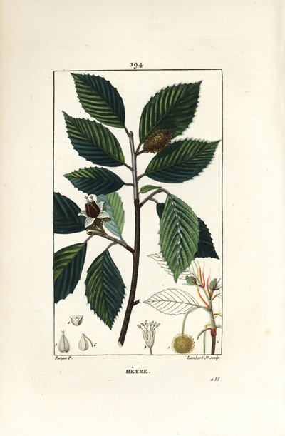 Haya, mostrando hojas y frutos de Pierre Jean Francois Turpin