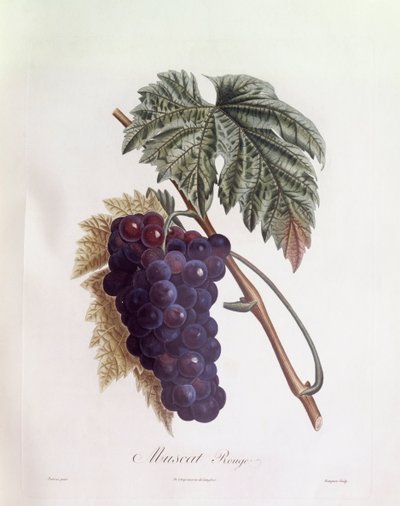 Uvas moscatel negras, Henry Louis Duhamel du Monceau, lámina botánica de Pierre Jean Francois Turpin de Pierre Jean Francois Turpin