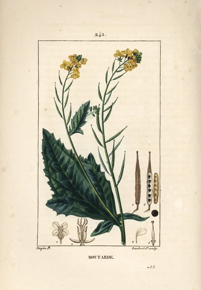 Mostaza negra o seneve negro - Mostaza, Sinapis nigra. Grabado en cobre a puntos coloreado a mano por Lambert Junior de un dibujo de Pierre Jean-Francois Turpin de Chaumeton, Poiret y Chamberet