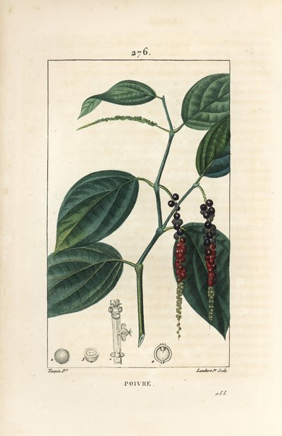 Pimienta negra - Pimienta negra, Piper nigrum, con hoja, tallo y granos de pimienta maduros e inmaduros. Grabado en cobre a mano coloreado por Lambert Junior de un dibujo de Pierre Jean-Francois Turpin de 