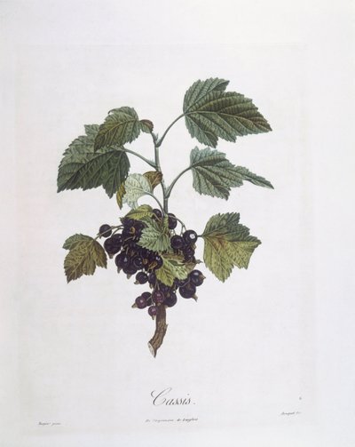 Grosella negra (Ribes nigrum) o cassis Noir de Bourgogne, placa botánica de Pierre Jean Francois Turpin de Pierre Jean Francois Turpin