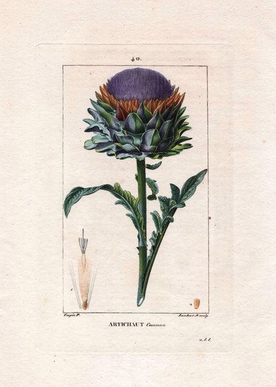 Botánica: alcachofa - Planta de alcachofa, hojas y flor, Cynara cardunculus. Grabado en cobre a mano coloreado por Lambert de un dibujo de Pierre Jean-François Turpin del libro "La Flore Médicale" de Chaumeton, Poiret y Chamberet, París, Panckoucke de Pierre Jean Francois Turpin
