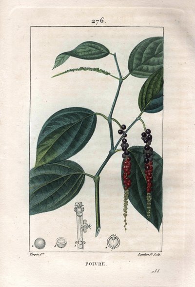 Botánica: pimienta negra - Pimienta negra con hojas y granos de pimienta, Piper nigrum. Grabado en cobre a mano coloreado por Lambert de un dibujo de Pierre Jean-François Turpin del libro “La Flore Médicale” de Chaumeton, Poiret y Chamberet, París de Pierre Jean Francois Turpin