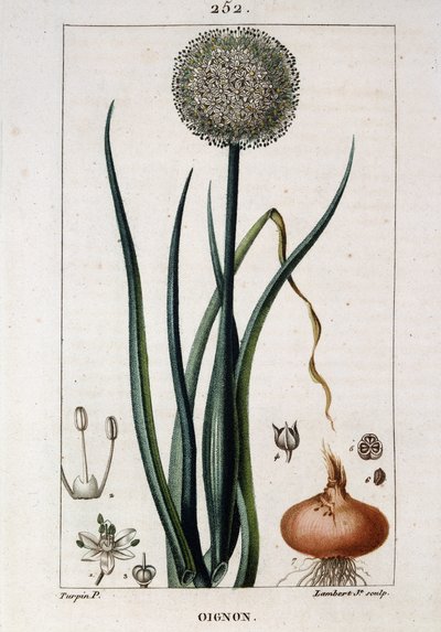 Lámina botánica de la cebolla - en 