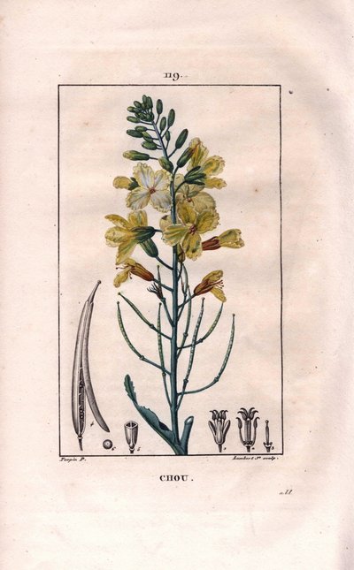 Botánica: flor de col - Flor de col, Brassica oleracea. Grabado en cobre a mano coloreado por Lambert de un dibujo de Pierre Jean-Francois Turpin del libro “La Flore Medicale,” París, Panckoucke de Pierre Jean Francois Turpin