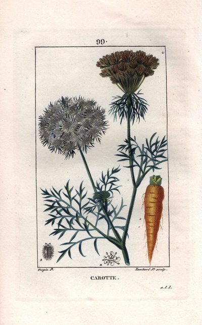 Botánica: zanahoria - Raíz y flor de zanahoria, Daucus carota. Grabado en cobre a mano coloreado por Lambert de un dibujo de Pierre Jean-Francois Turpin de Chaumeton, Poiret y Chamberet