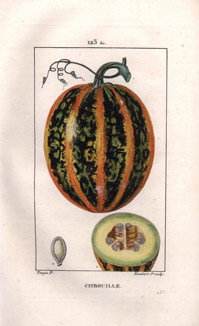 Botánica: calabaza - Calabaza, semilla y sección a través del fruto, calabaza, Cucurbita pepo. Grabado en cobre a mano coloreado por Lambert de un dibujo de Pierre Jean-Francois Turpin del libro “La Flore Medicale,” París de Pierre Jean Francois Turpin