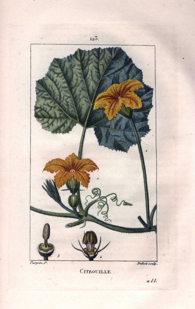Botánica: flor de calabaza - Flor de calabaza, hoja y vid, calabaza, Cucurbita pepo. Grabado en cobre a mano coloreado por Lambert a partir de un dibujo de Pierre Jean-François Turpin del libro 