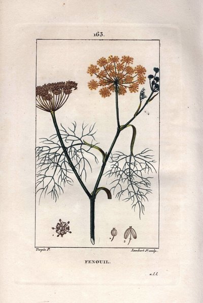 Botánica: Hinojo, Foeniculum vulgare. Grabado en cobre a mano coloreado por Lambert de un dibujo de Pierre Jean-Francois Turpin del libro 