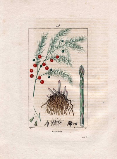 Botánica: espárrago - Raíz, flor y fruto del espárrago, Asparagus officinalis. Grabado en cobre a mano coloreado por Lambert de un dibujo de Pierre Jean-Francois Turpin del libro 