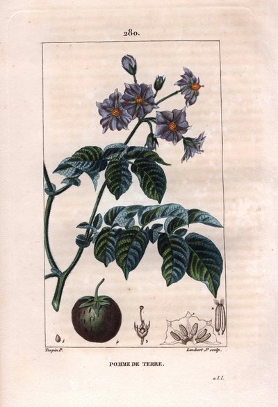Botánica: patata - Planta de patata, flores y fruto, Solanum tuberosum de Pierre Jean Francois Turpin