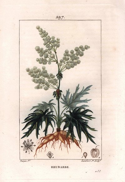Botánica: ruibarbo - Planta de ruibarbo, hojas y raíces, Rheum rhabarbarum de Pierre Jean Francois Turpin