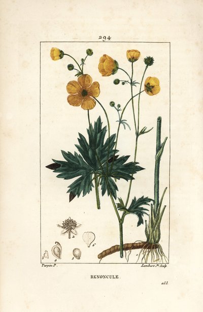 Botón de oro - Ranunculus acris, con flor, hoja, tallo y raíz. Grabado en cobre a mano coloreado por Lambert Junior de un dibujo de Pierre Jean-Francois Turpin de 