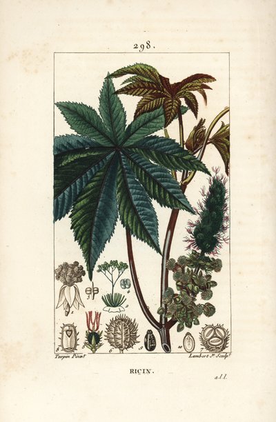 Planta de ricino, Ricinus communis, con hoja, flor, tallo y semilla. Grabado en cobre a mano coloreado por Lambert Junior a partir de un dibujo de Pierre Jean-François Turpin del libro “La Flora” de Chaumeton, Poiret y Chamberet de Pierre Jean Francois Turpin