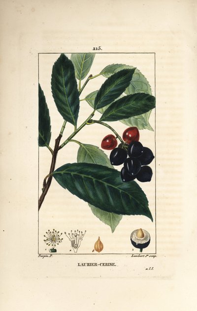 Laurel cerezo - Laurel cerezo, Prunus laurocerasus, con hoja, fruto y semilla. Grabado en cobre a mano coloreado por Lambert Junior de un dibujo de Pierre Jean-Francois Turpin de 