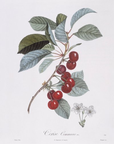 Cerezo (Prunus avium), Henry Louis Duhamel du Monceau, placa botánica por Pierre Jean Francois Turpin de Pierre Jean Francois Turpin