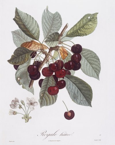 Cerezo (Prunus avium), Henry Louis Duhamel du Monceau, lámina botánica de Pierre Jean François Turpin de Pierre Jean Francois Turpin