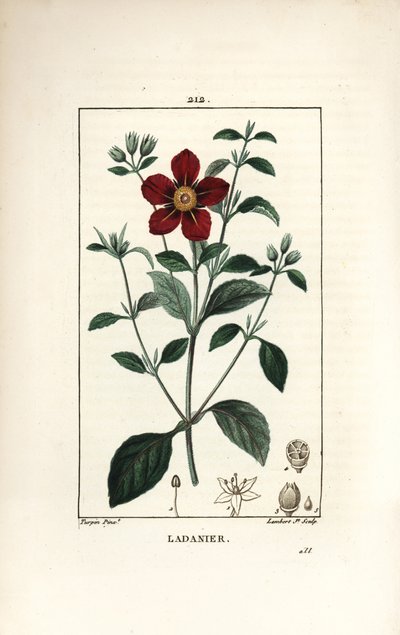 Cistus de Creta - Jara, Cistus creticus. Grabado en cobre a puntos coloreado a mano por Lambert Junior de un dibujo de Pierre Jean-Francois Turpin de 