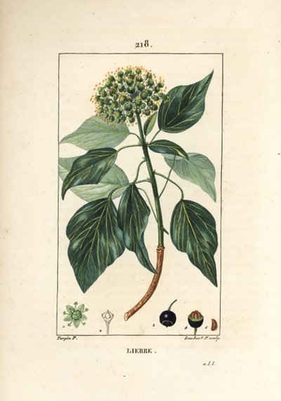 Hiedra trepadora - Hiedra común, Hedera helix. Grabado en cobre a mano coloreado por Lambert Junior de un dibujo de Pierre Jean-Francois Turpin de 