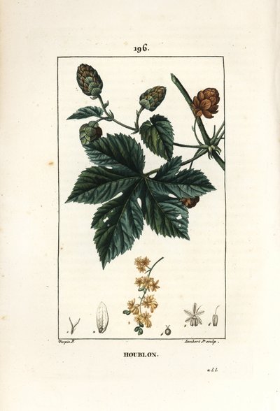 Lúpulo trepador, mostrando hojas y flores de Pierre Jean Francois Turpin