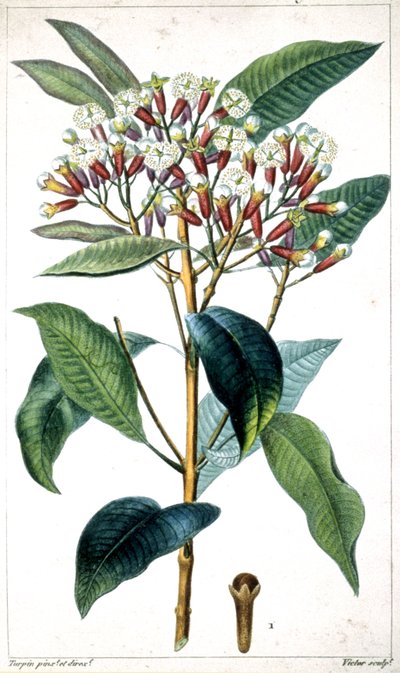 Clavero y clavo de olor, mediados del siglo XIX (litografía) de Pierre Jean Francois Turpin