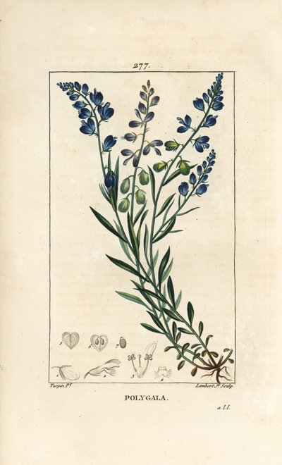 Polígala común - Polígala, Polygala vulgaris, con flor, hoja, tallo y raíz. Grabado en cobre a mano coloreado por Lambert Junior de un dibujo de Pierre Jean-Francois Turpin de 