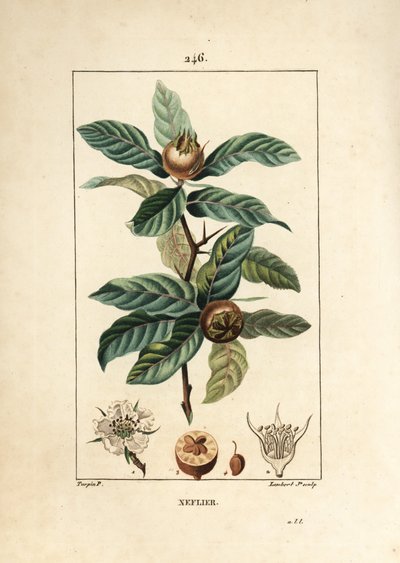 Neflier común - Níspero alemán, Mespilus germanica, con hoja, fruto, semilla y flor. Grabado en cobre a mano coloreado por Lambert Junior de un dibujo de Pierre Jean-Francois Turpin de 